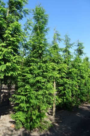 Metasequoia-glyptostroboides-geveerd-20-25-30-2