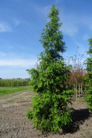 Metasequoia-glyptostroboides-geveerd-20-25-30