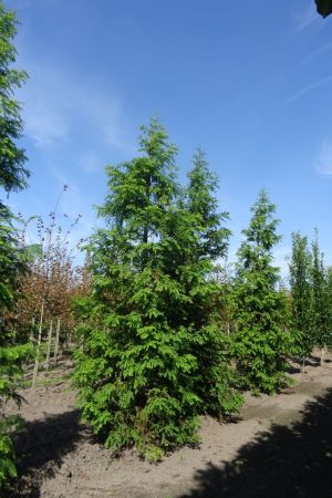 Metasequoia-glyptostroboides-geveerd-25-30-35