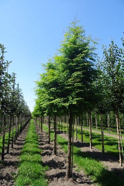 Metasequoia glyptostroboides HO