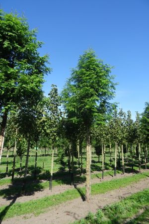 1_Metasequoia-glyptostroboides-ho-25-35