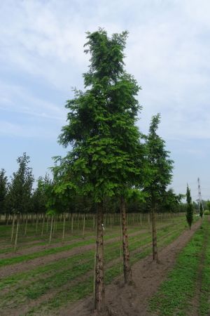 Metasequoia-glyptostroboides-ho-25-35-2