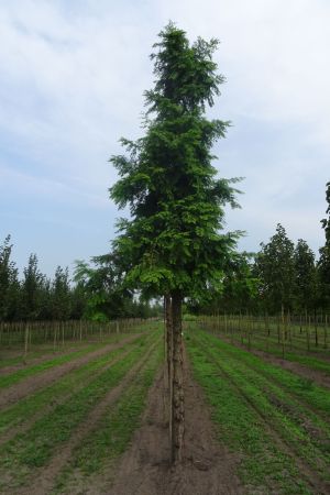 Metasequoia-glyptostroboides-ho-25-35