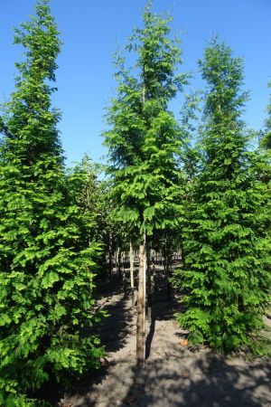 Metasequoia-glyptostroboides-ho-18-20-25