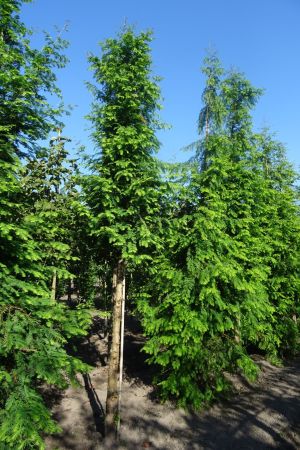 Metasequoia-glyptostroboides-ho-20-25-30