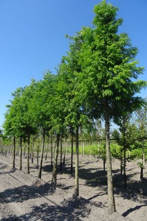 Metasequoia-glyptostroboides-ho-25-30-35