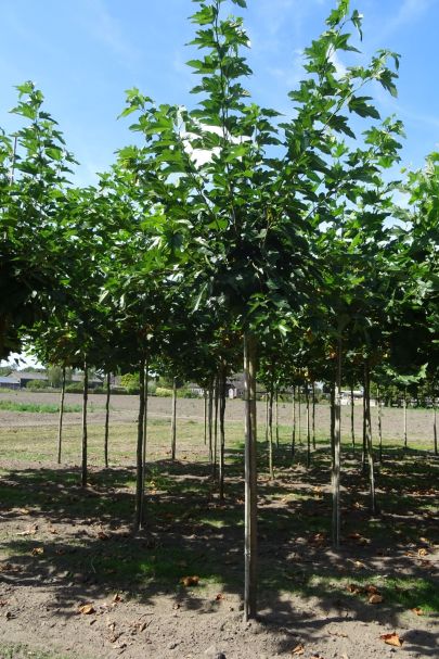 Album  avenue trees | laanbomen