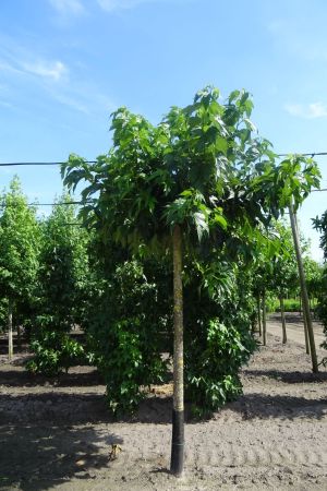 Morus-a-Fruitless-bver-225cm-20-25-30