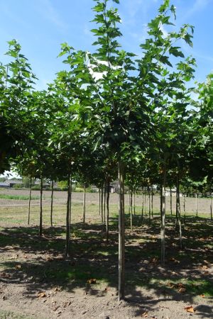 Morus-a-Fruitless-bver-240cm-16-20-