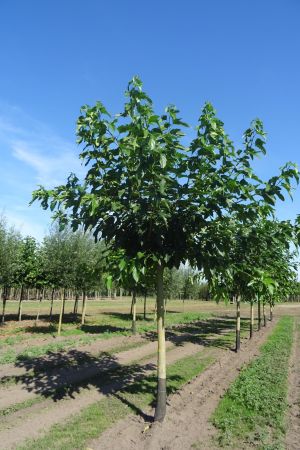 Morus-a-Fruitless-bver-240cm-18-25