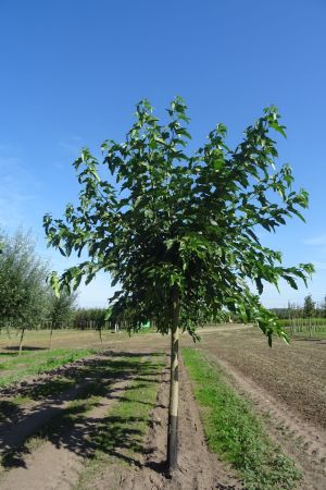 Morus-a-Fruitless-bver-240cm-20-30