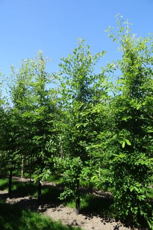 Nyssa-sylvatica-geveerd-12-16