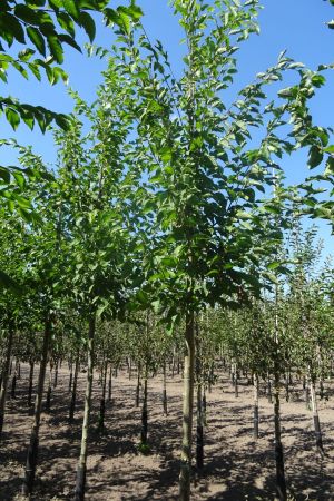 Ostrya-carpinifolia-ho-12-14-16