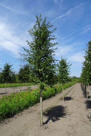 Ostrya-carpinifolia-ho-18-20-25