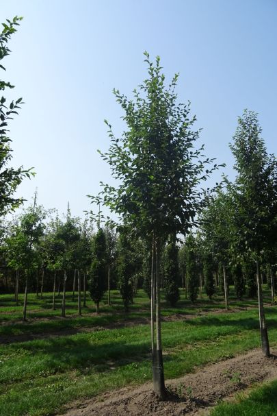 Ostrya carpinifolia HO
