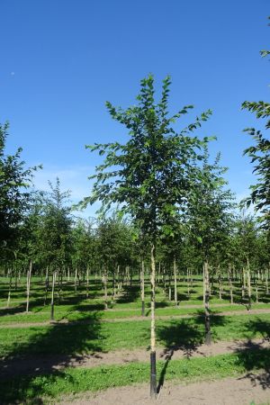 2_Ostrya-carpinifolia-ho-16-20