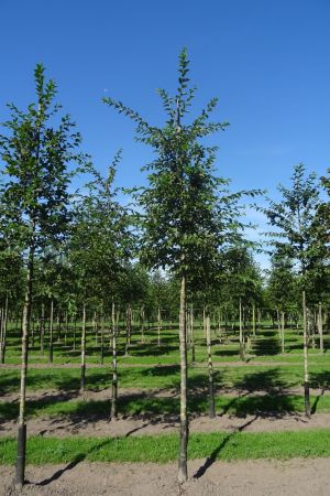 Ostrya-carpinifolia-ho-16-20-2