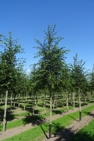 Ostrya-carpinifolia-ho-16-20-3