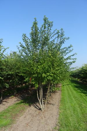 Ostrya-carpinifolia-meerstam-350-400-2