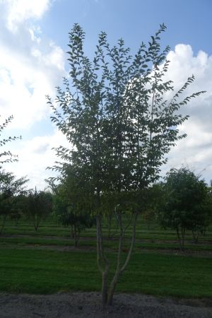 Ostrya-carpinifolia-meerstam-400-450-2