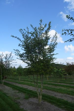 Ostrya-carpinifolia-meerstam-400-450