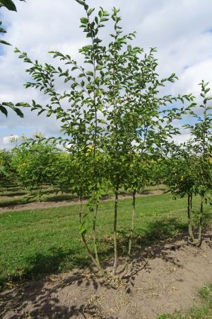 Ostrya-carpinifolia-meerstam-250-300
