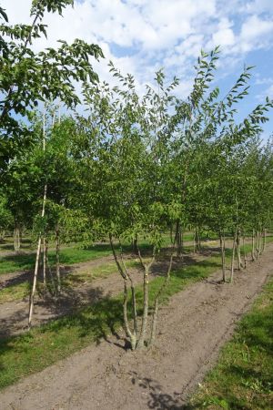 Ostrya-carpinifolia-meerstam-350-400-2