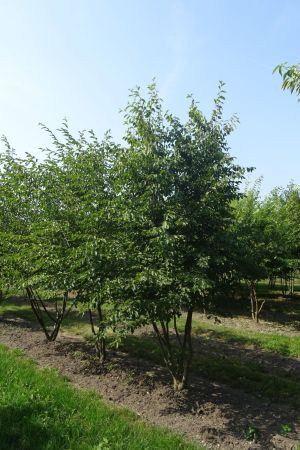 Ostrya-carpinifolia-meerstam-350-400