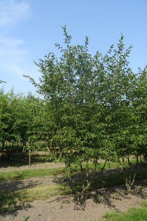 Ostrya-carpinifolia-meerstam-400-450