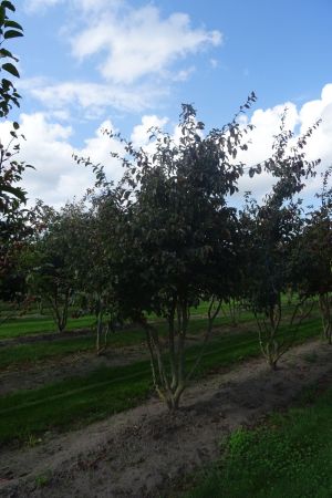 Parrotia-p-Bella-meerstam-250-300