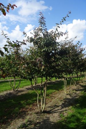 Parrotia-p-Bella-meerstam-300-350