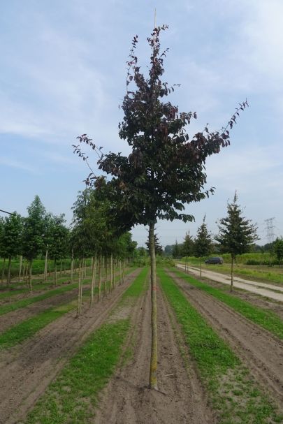 Parrotia persica 'Bella'