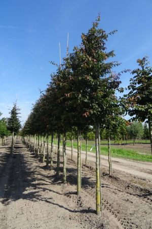 Parrotia-p-Bella-ho-16-18-20