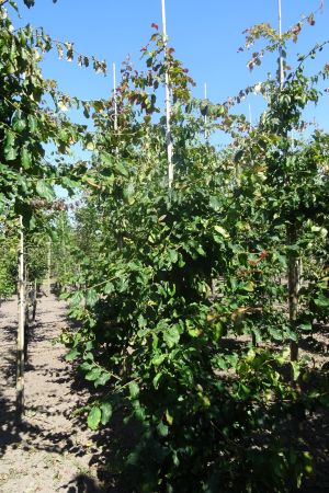 Parrotia-persica-geveerd-12-14-16-2