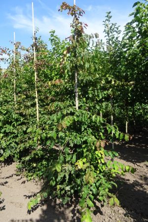 Parrotia-persica-geveerd-12-14-16-4