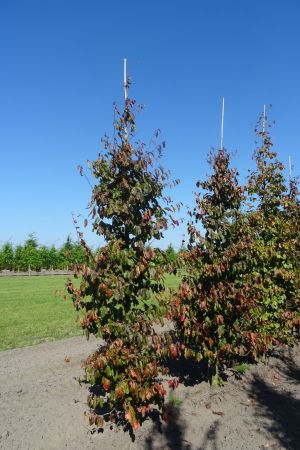 Parrotia-persica-geveerd-12-14-16-5