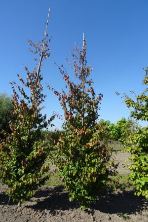 Parrotia-persica-geveerd-16-18-20