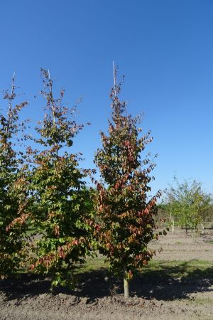 Parrotia-persica-geveerd-18-20-25