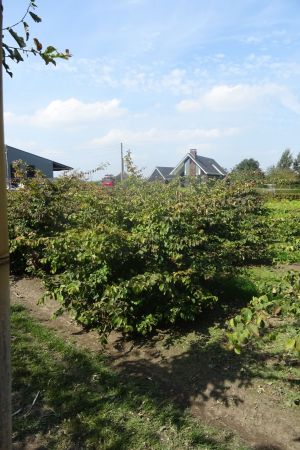 Parrotia-persica-bol-100cm-2