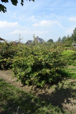 Parrotia-persica-bol-100cm