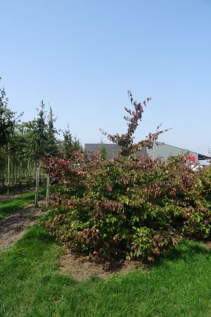 Parrotia-persica-bol-150cm
