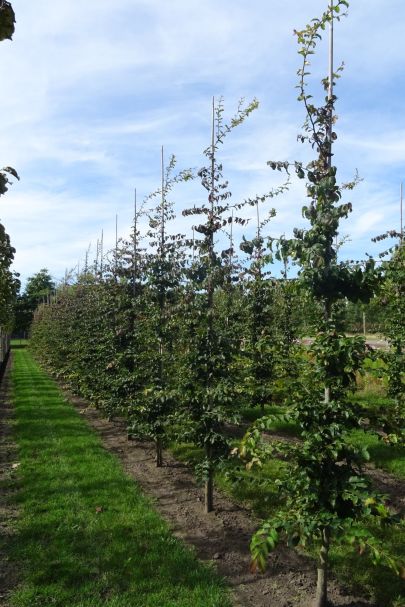 Parrotia persica GEV