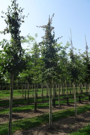 1_Parrotia-persica-ho-14-18-2