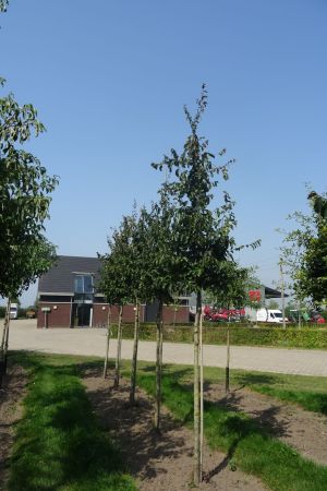 1_Parrotia-persica-ho-14-18