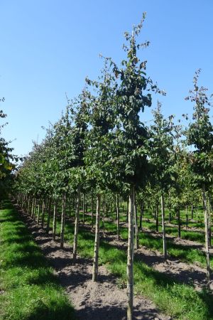 Parrotia-persica-ho-12-16
