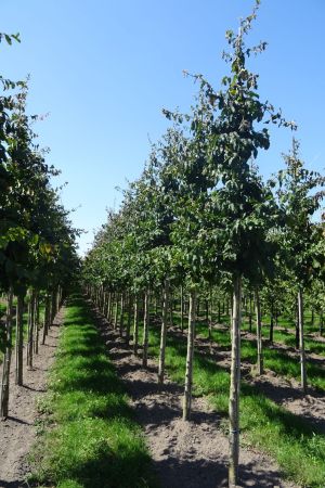 Parrotia-persica-ho-14-18