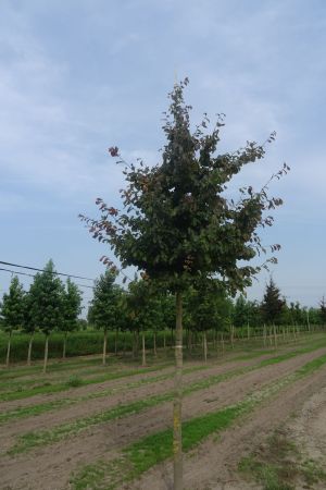 Parrotia-persica-ho-20-30