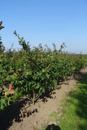 Parrotia-persica-meerstam-175-200