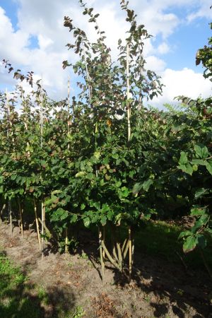 Parrotia-persica-meerstam-200-250-2