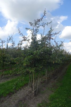 Parrotia-persica-meerstam-200-250-3